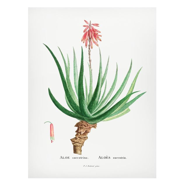 Magnettafeln Blumen Botanik Vintage Illustration Aloe Rosa Blüte