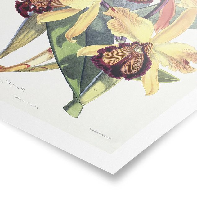 Poster Blumen Walter Hood Fitch - Orchidee