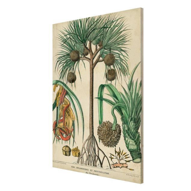 Magnettafeln Blumen Vintage Lehrtafel Exotische palmen I