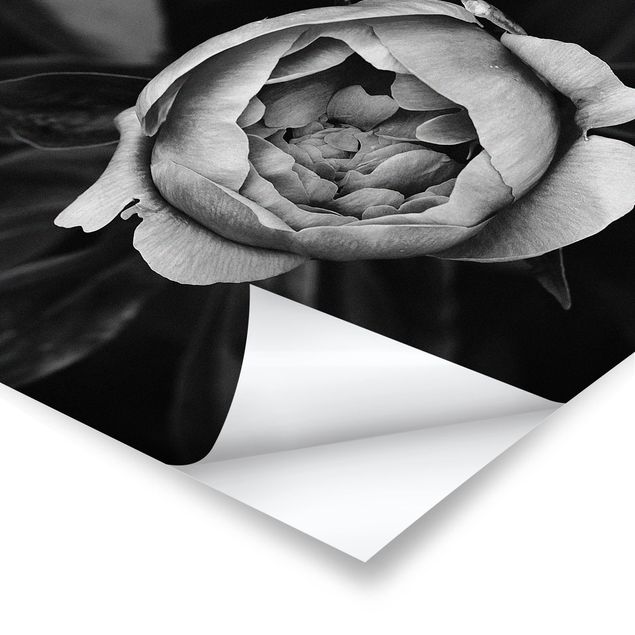 Poster bestellen Pfingstrosenblüte vor Blättern Schwarz Weiß