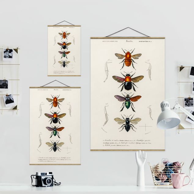 schöne Bilder Vintage Lehrtafel Insekten