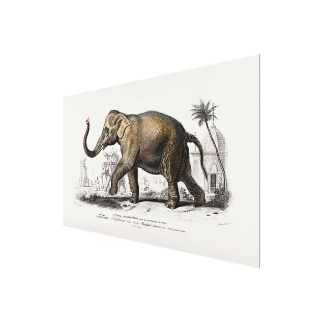 Wandbilder Natur Vintage Lehrtafel Elefant