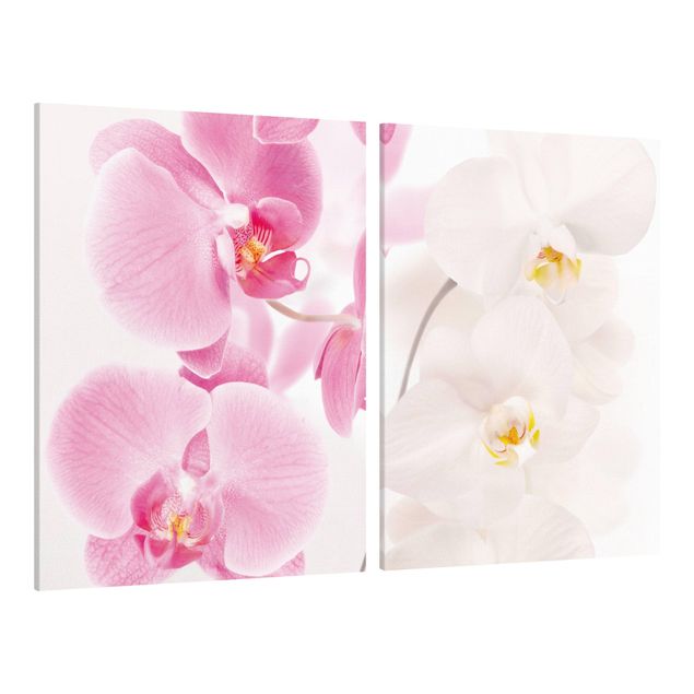 Wandbilder Katzen Delicate Orchids
