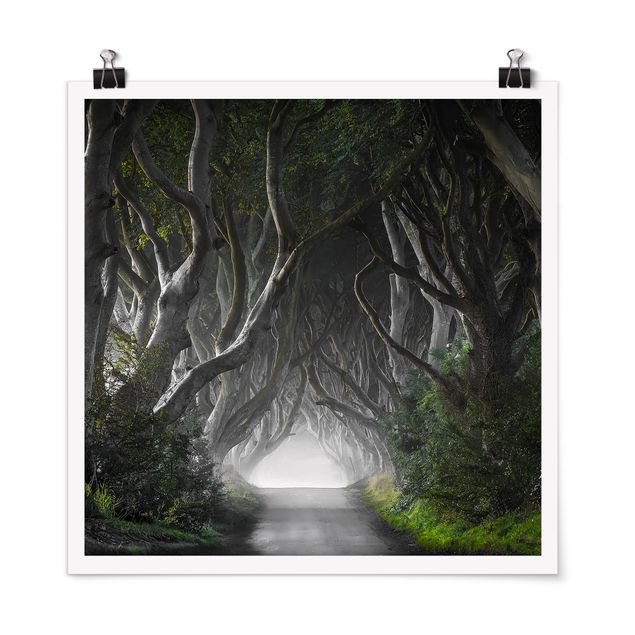 Wandbilder Landschaften Wald in Nordirland