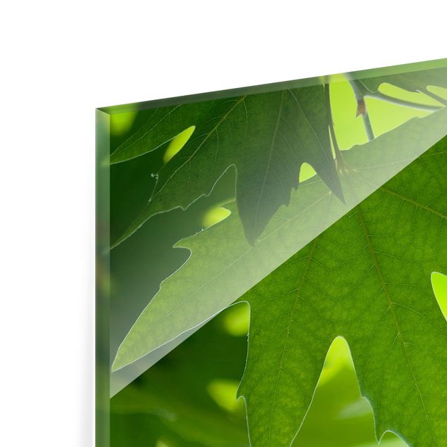 Spritzschutz Glas - Green Ambiance III - Querformat - 2:1
