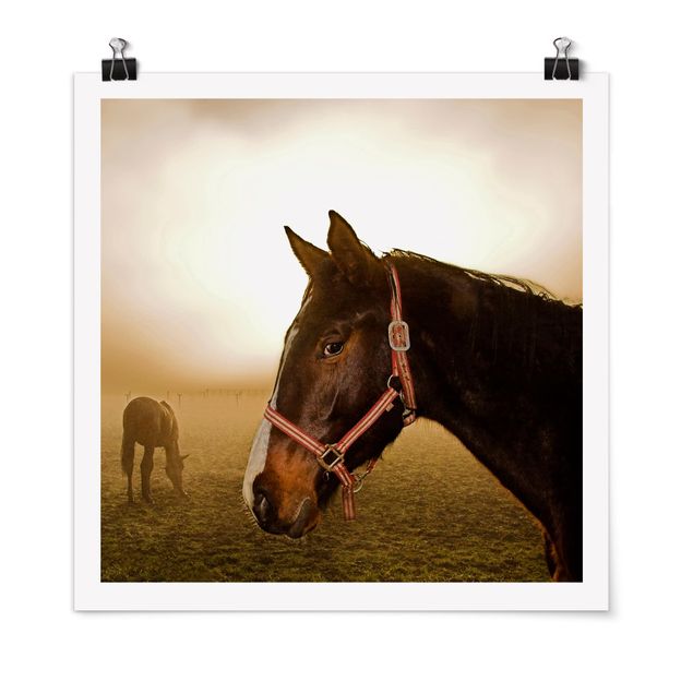 Poster Tiere Early Horse