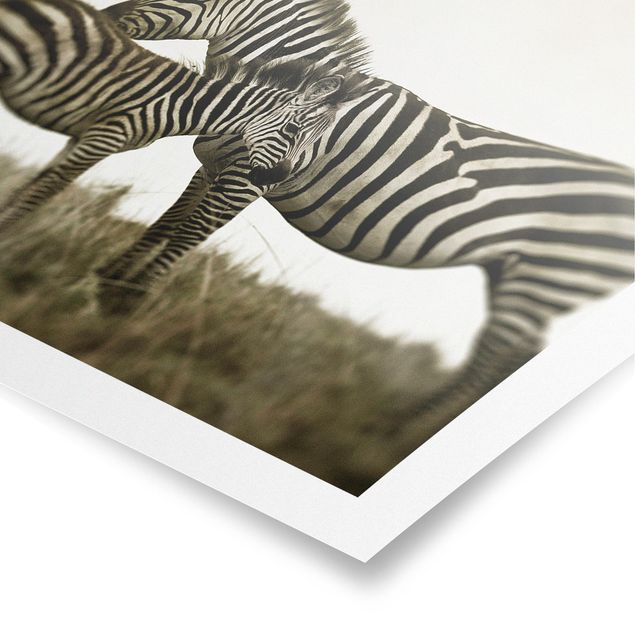 Poster Tiere Zebrapaar
