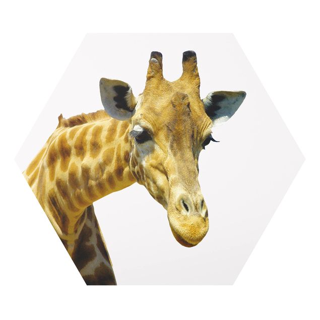 Forex Bilder No.21 Neugierige Giraffe