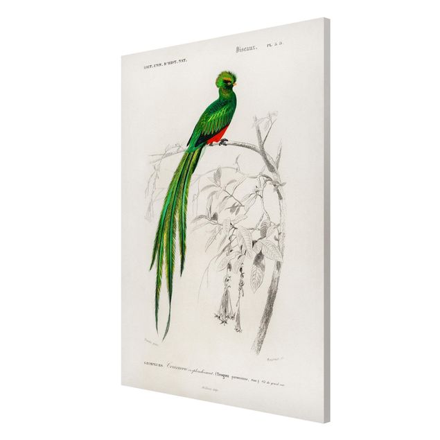 Wandbilder Floral Vintage Lehrtafel Tropischer Vogel I