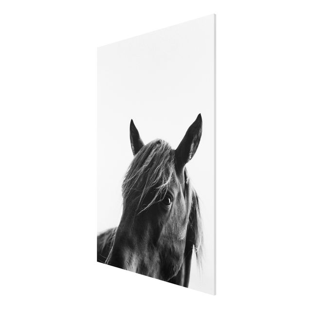Wandbilder Kunstdrucke Neugieriges Pferd