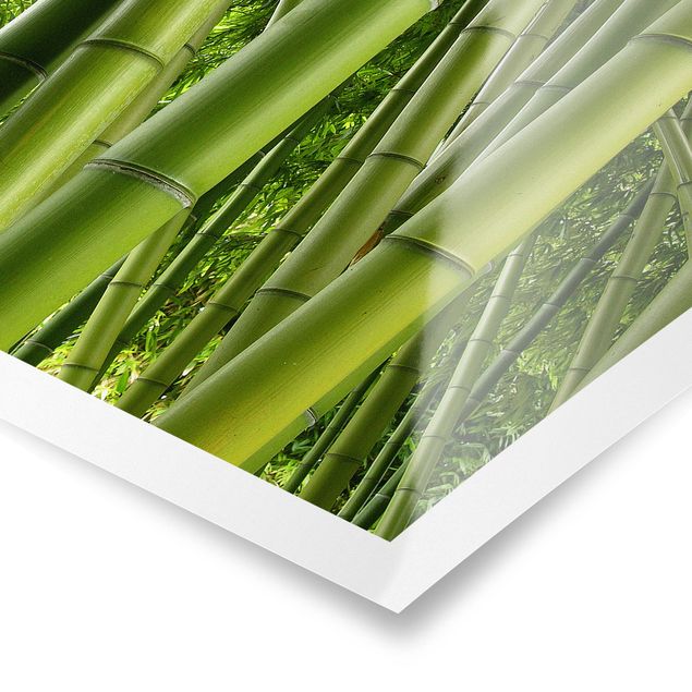 Poster Natur Bamboo Trees
