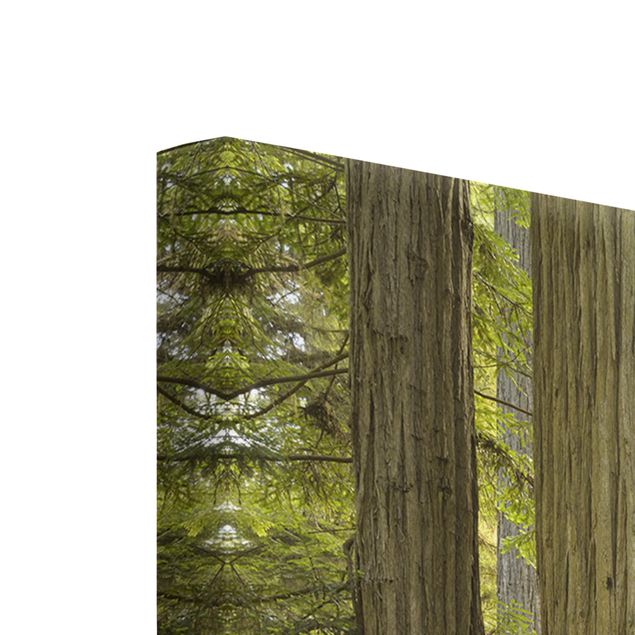 Wandbilder Grün Redwood State Park Waldblick