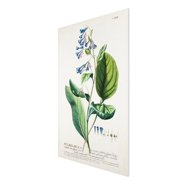 Wandbilder Floral Vintage Botanik Illustration Lungenkraut