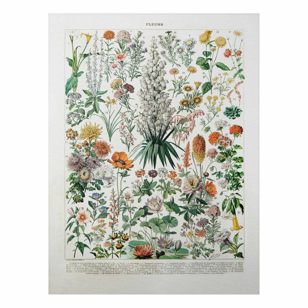 Wandbilder Floral Vintage Lehrtafel Blumen I