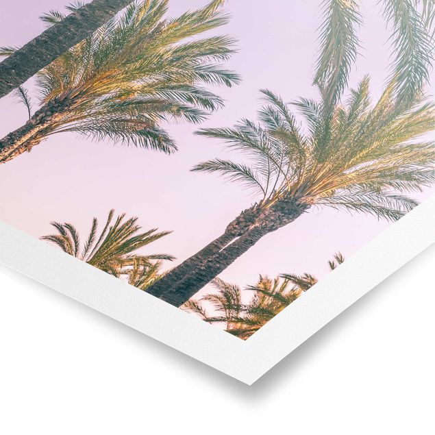 Kunstdrucke Poster Palmen im Sonnenuntergang