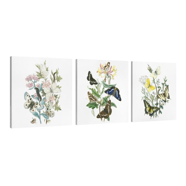 Leinwandbilder Blumen Britische Schmetterlinge Set I