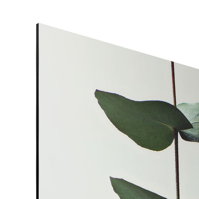 Wandbilder Grün Symmetrischer Eukalyptuszweig