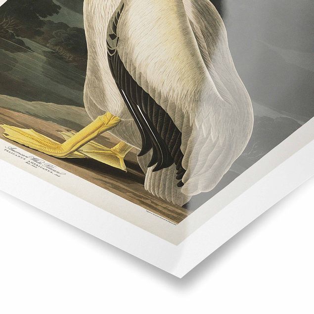 Wandbilder Vintage Lehrtafel Weißer Pelikan