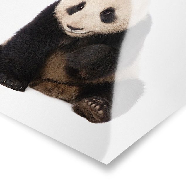 Wandbilder Tiere Panda Tatzen