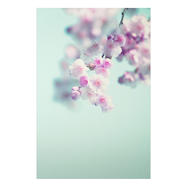 Wandbilder Floral Farbenfrohe Kirschblüten