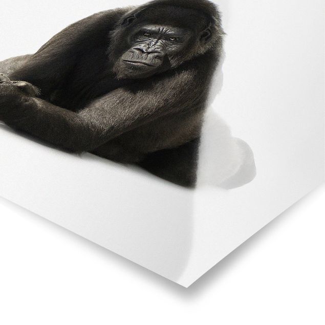 Wandbilder Modern Liegender Gorilla II