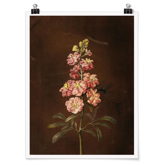 Wandbilder Floral Barbara Regina Dietzsch - Eine rosa Garten-Levkkoje