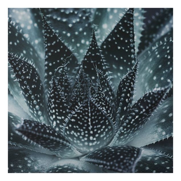 Monika Strigel Bilder Kaktus mit Sternpunkten bei Nacht