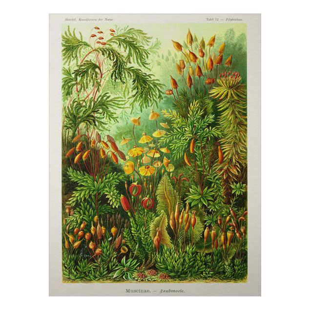 Wandbilder Floral Vintage Lehrtafel Moos
