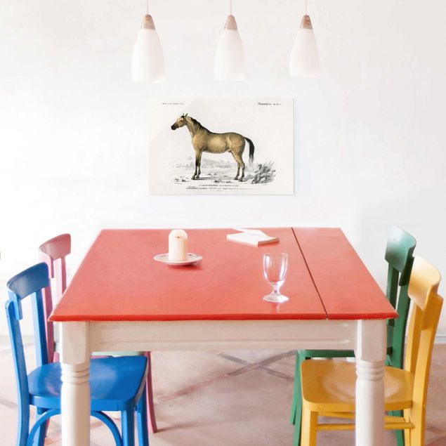 Glasbilder Tiere Vintage Lehrtafel Pferd