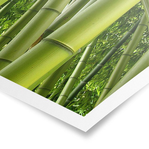Natur Poster Bamboo Trees