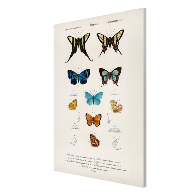 Magnettafel Tiere Vintage Lehrtafel Schmetterlinge I