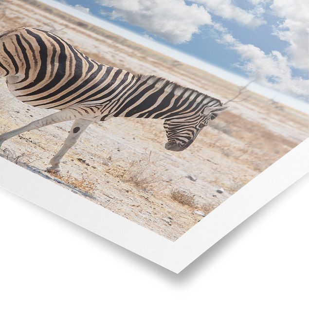 Tierposter Zebra in der Savanne