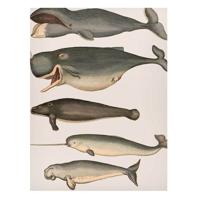 Wandbilder Fische Fünf Vintage Wale