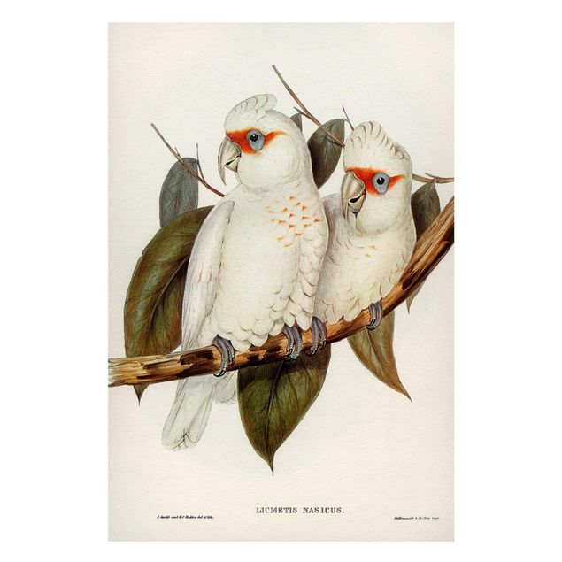 Magnettafeln Blumen Vintage Illustration Weißer Kakadu