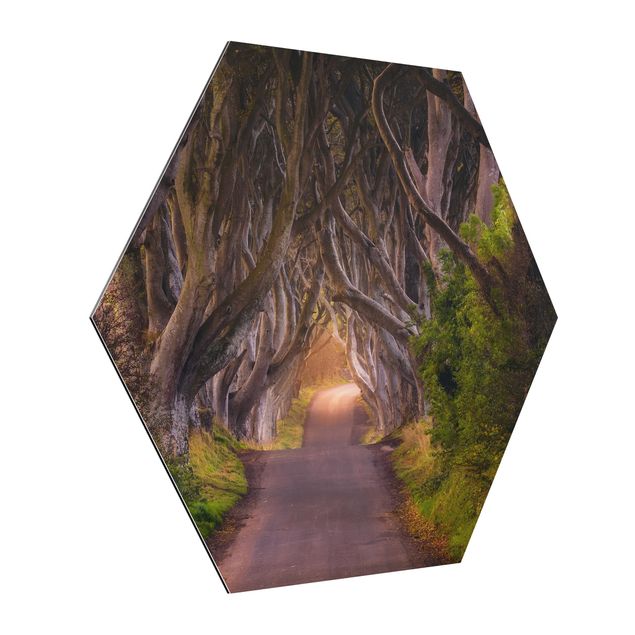 Wandbilder 3D Tunnel aus Bäumen