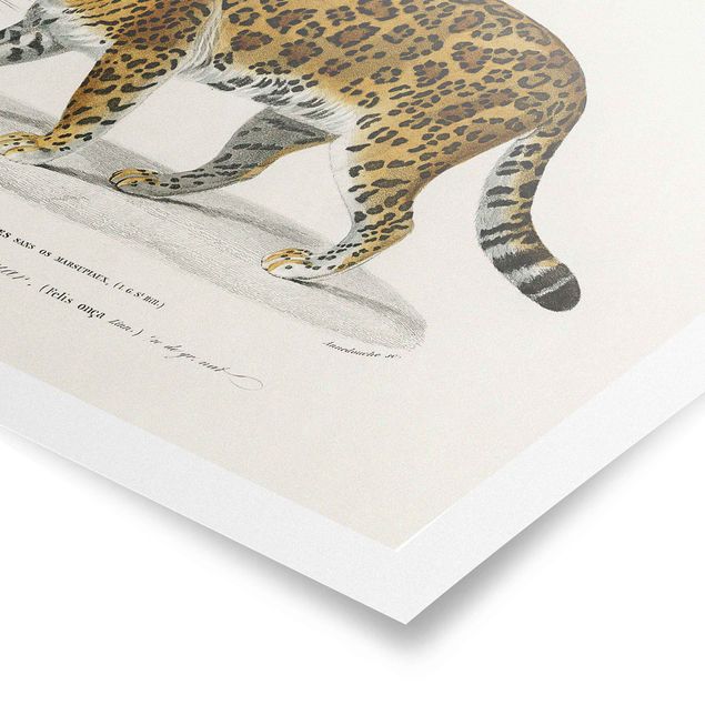 Poster Tiere Vintage Lehrtafel Jaguar