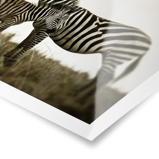 Wandbilder Schwarz-Weiß Zebrapaar