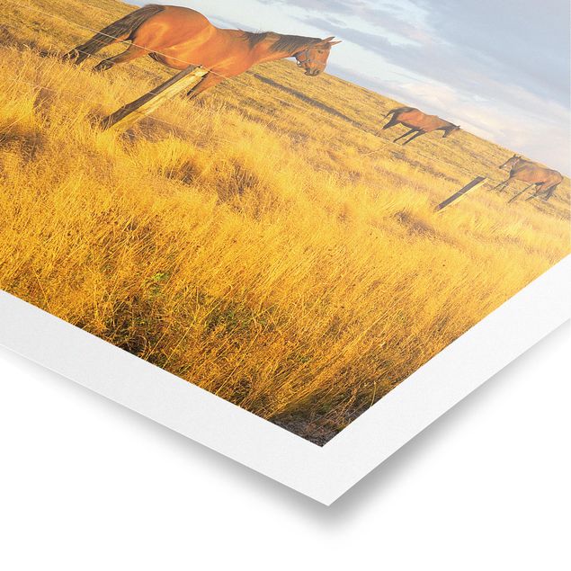Poster Tiere Feldstraße und Pferde bei Abendsonne