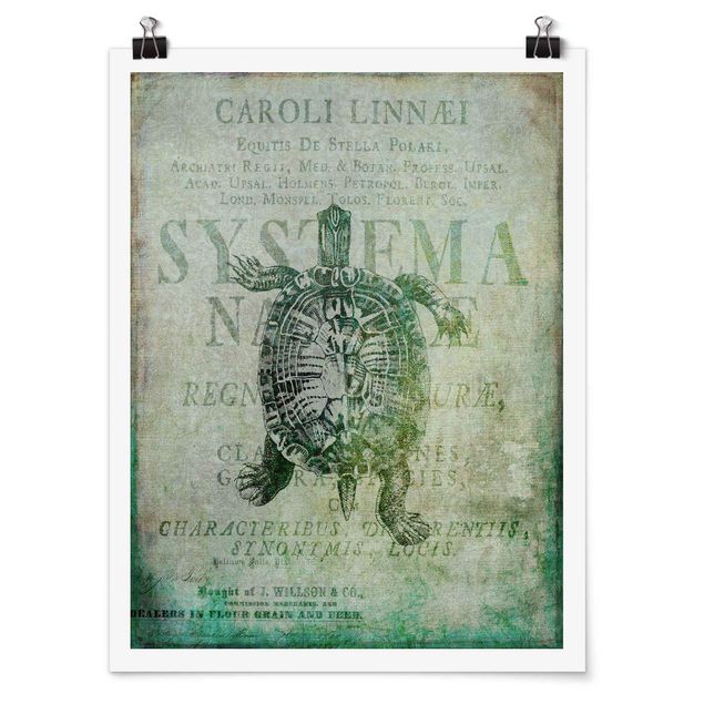 Kunstdrucke Poster Vintage Collage - Antike Schildkröte