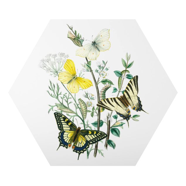 Wandbilder Modern Britische Schmetterlinge III