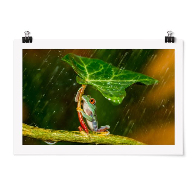 Wandbilder Blumen Ein Frosch im Regen