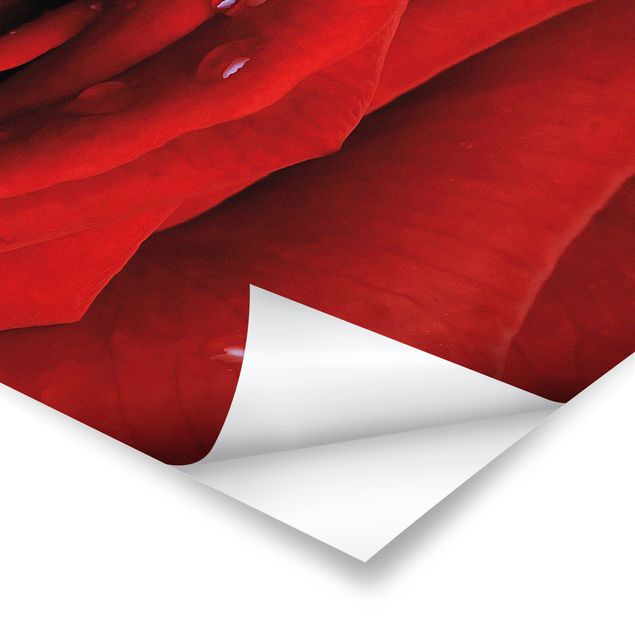 Poster bestellen Rote Rose mit Wassertropfen