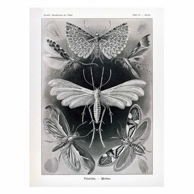Wandbilder Schmetterlinge Vintage Lehrtafel Motten und Falter