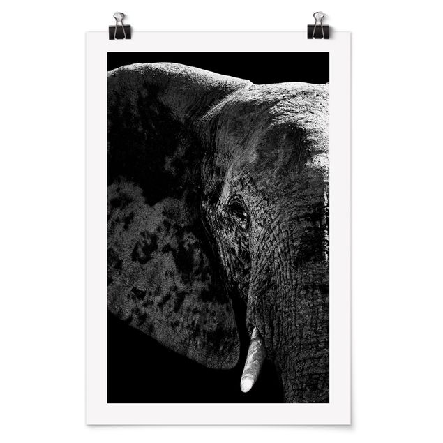 Poster Tiere Afrikanischer Elefant schwarz-weiß