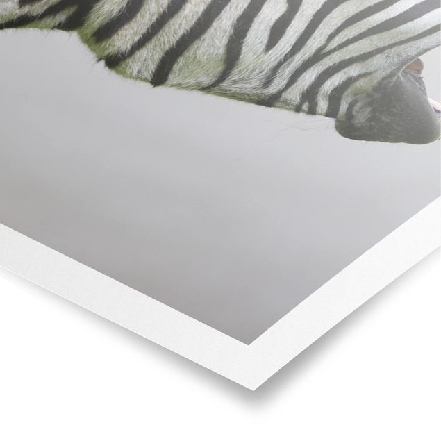 Wandbilder Modern Brüllendes Zebra