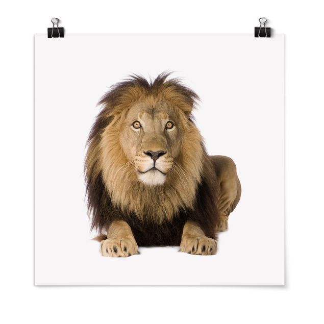 Tiere Poster König Löwe II
