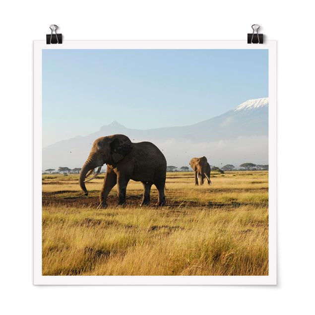 Wandbilder Berge Elefanten vor dem Kilimanjaro in Kenya