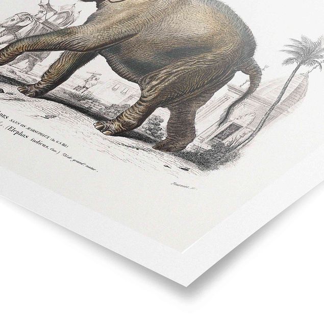 Poster Tiere Vintage Lehrtafel Elefant