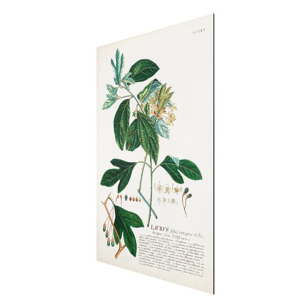 Wandbilder Floral Vintage Botanik Illustration Lorbeer