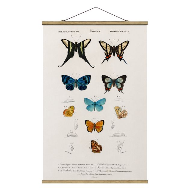 Wandbilder Vintage Vintage Lehrtafel Schmetterlinge I